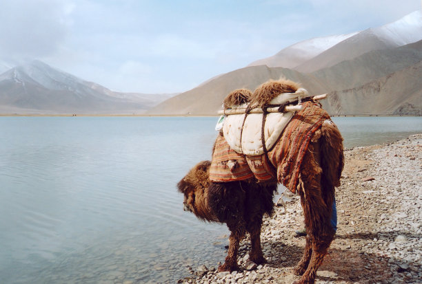 高原湖泊骆驼