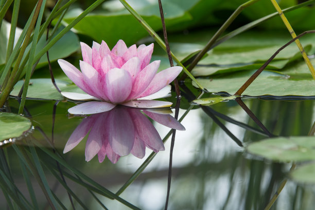 荷花山水