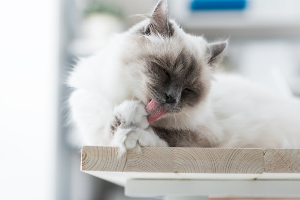 舔舌头的猫