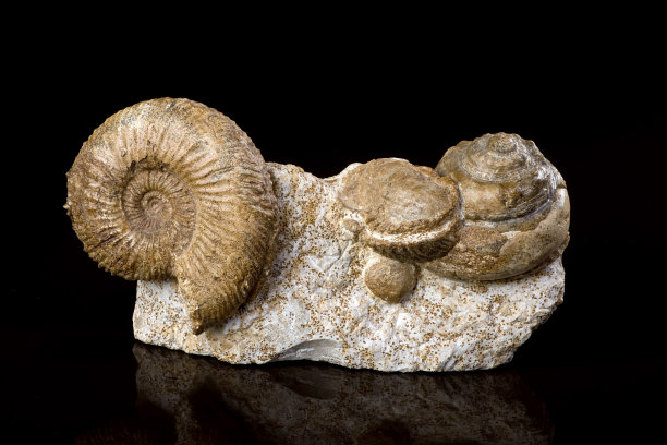 古代蜗牛化石