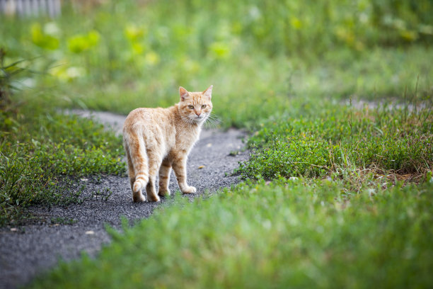 草丛里面的猫咪