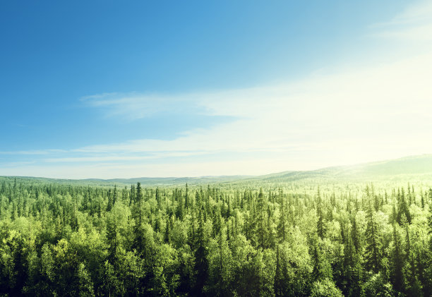 深山树木风景