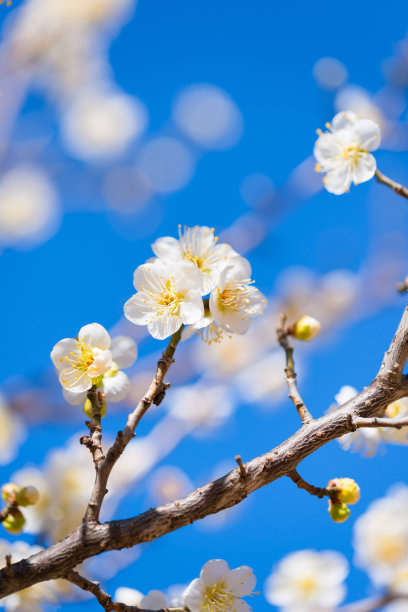 四季花纹树木