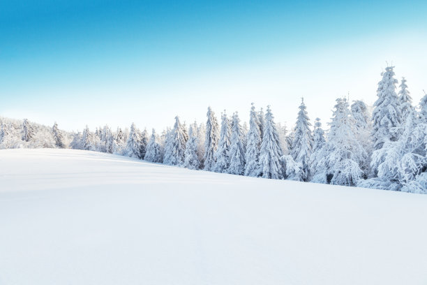 白雪绿树