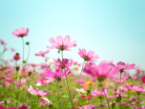 初春的花