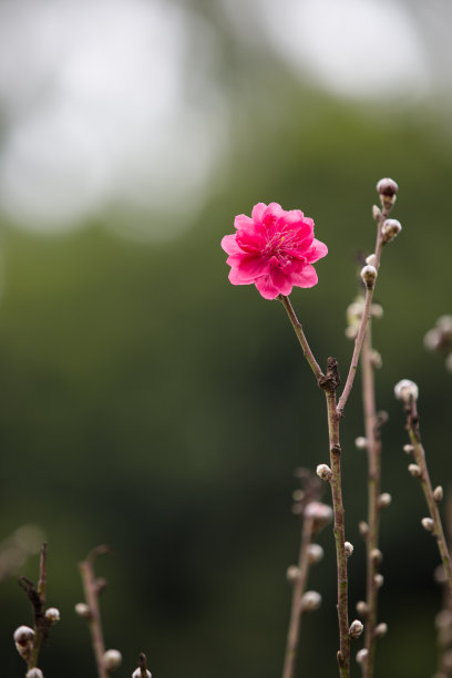 一枝粉红色的桃花