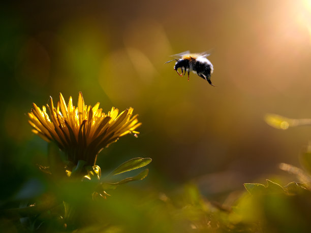 花与蜜蜂