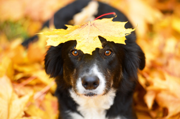 狗狗的秋天