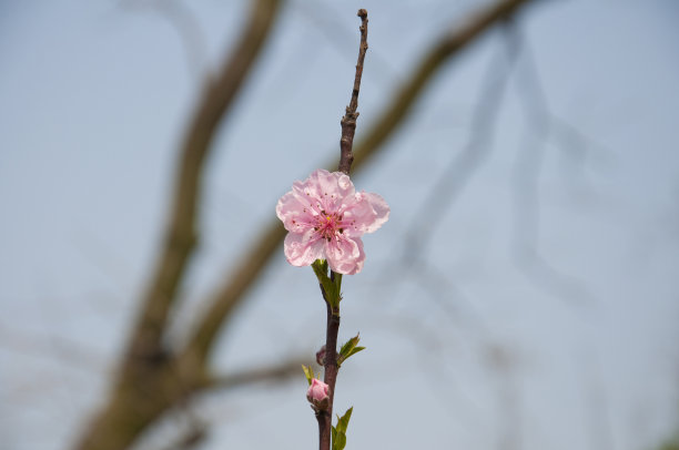 花瓣标志桃花标志