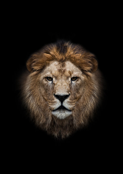 lion