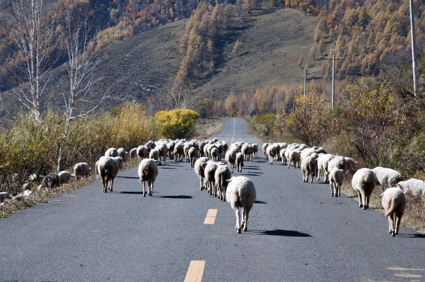 羊群 呼伦贝尔草原