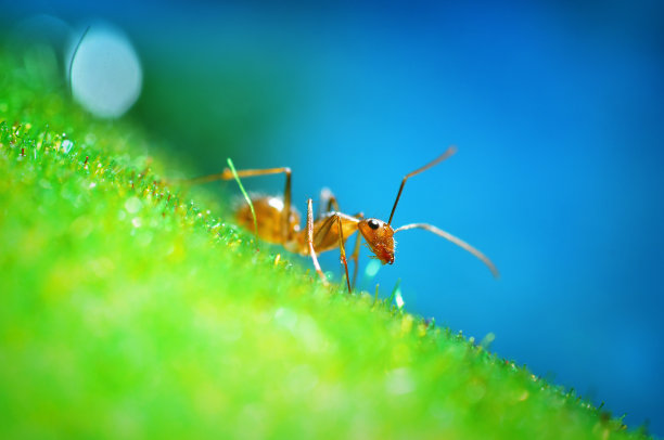 蚂蚁创意摄影