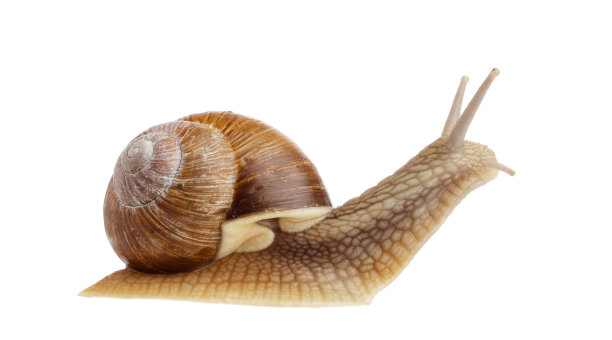 蜗牛 