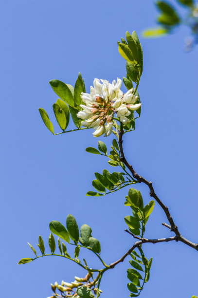 高清槐树花