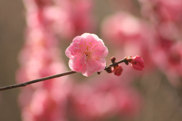美丽粉色重瓣樱花
