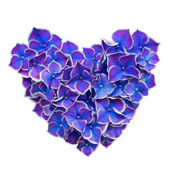蓝紫色爱心绣球花