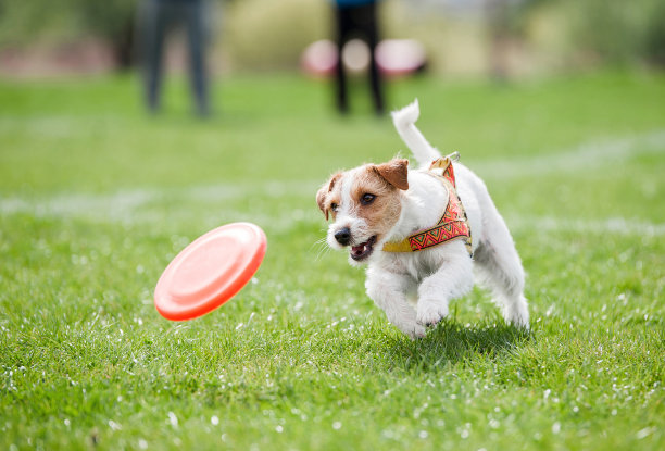 宠物犬