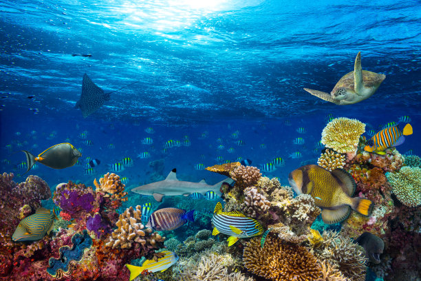 海洋 海底 珊瑚 海底世界