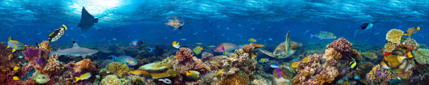 海洋 海底 珊瑚 海底世界