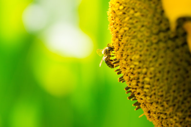 草原上向日葵,蜜蜂