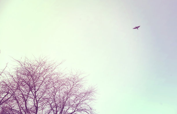 孤独的乌鸦