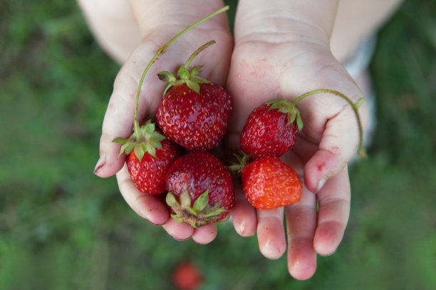 人物田园儿童草莓