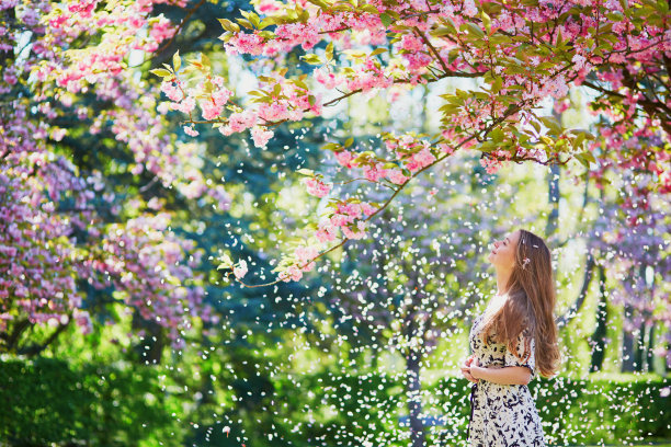 樱花落下