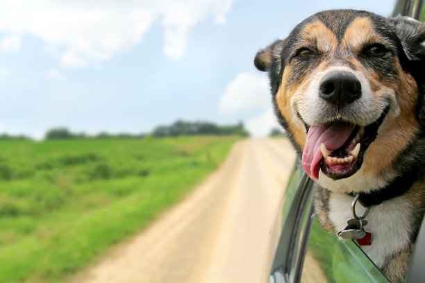 黑色犬