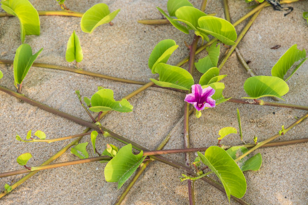 沙地红薯