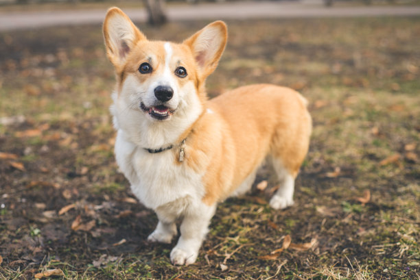 柯基犬