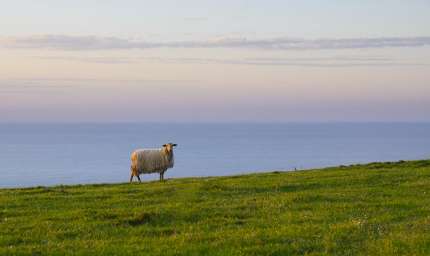 海景 日落 羊羔