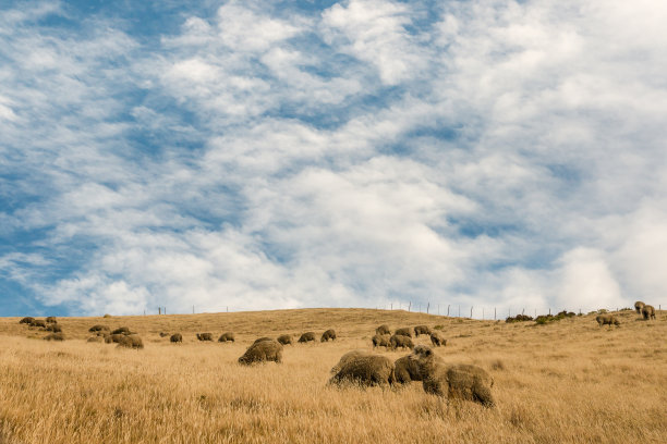 秋季草原牧场羊群