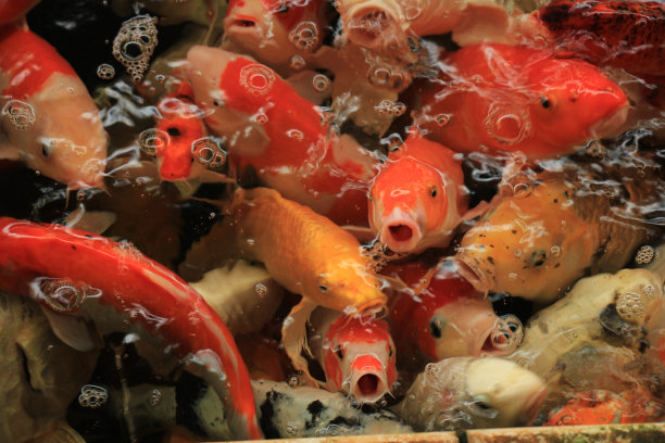 水池金鱼,高清大图