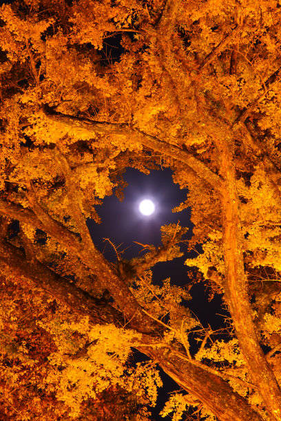 夜晚的银杏树