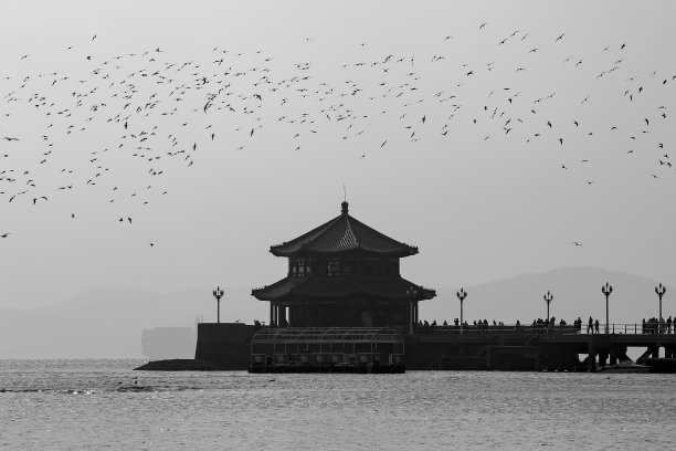 青岛海鸥