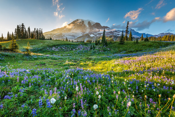 深山树木风景