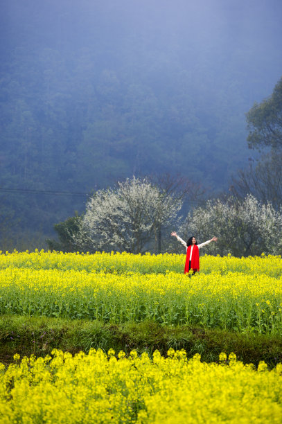 婺源油菜花