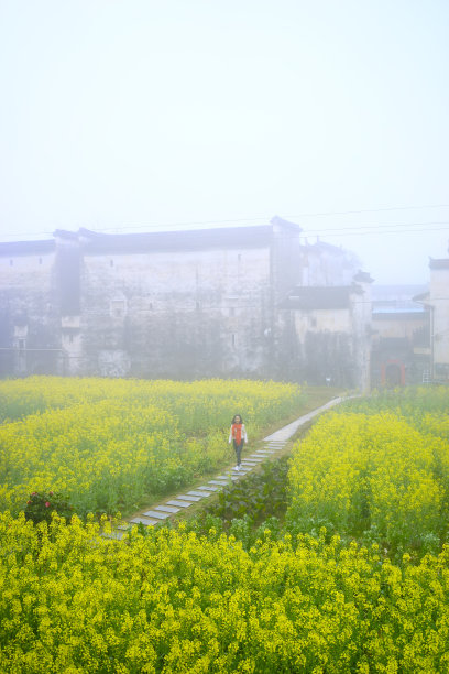 婺源油菜花