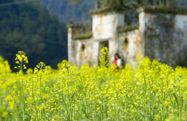 婺源油菜花