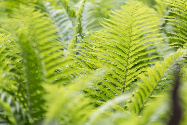 蕨类植物2