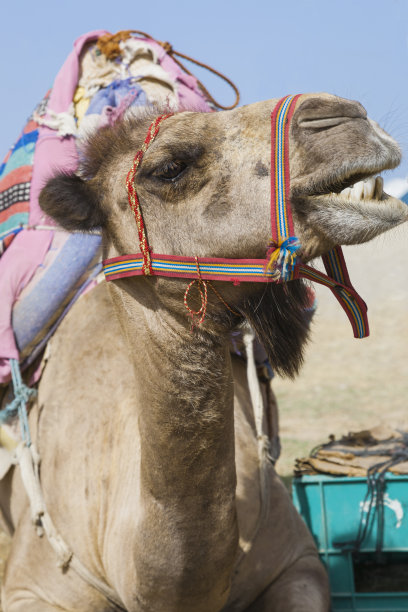 一只骆驼的笑容