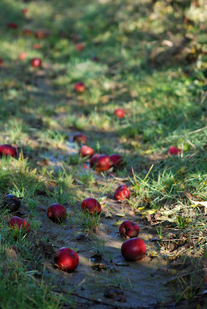 苹果园苹果种植
