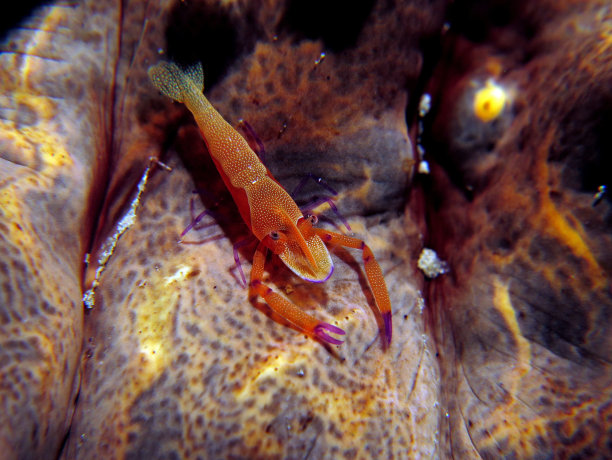 红海虾
