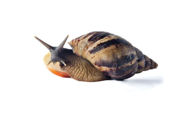 宠物蜗牛
