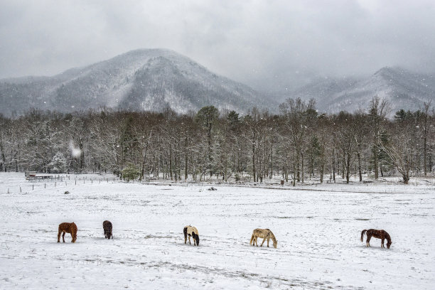 雪地上的马群