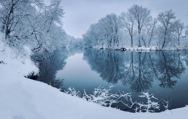 雪景树枝