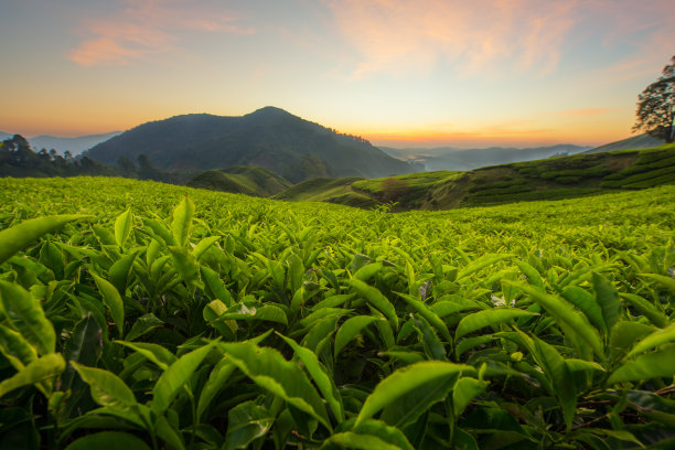 茶树