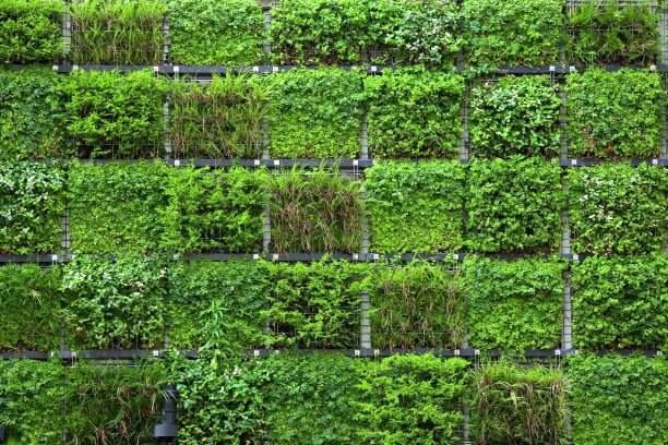 植物墙垂直绿化