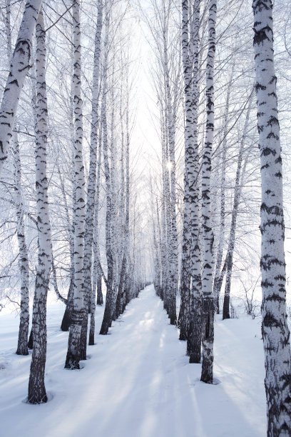 白桦雪景