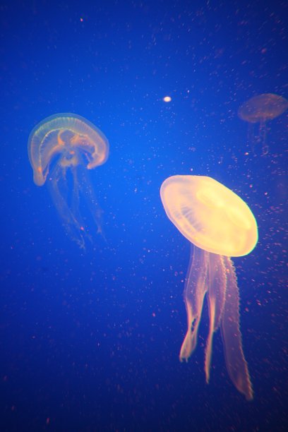 海底世界水族馆海洋馆海洋生物